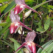 Kinabalu Park + Poring Hot Spring