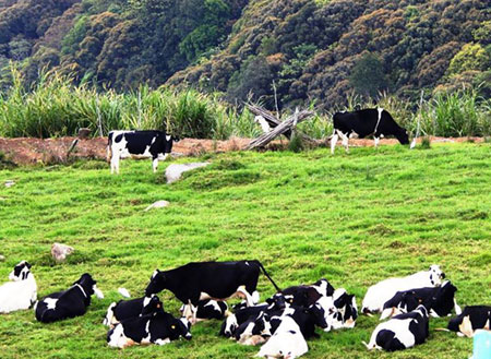 Kinabalu Park + Poring with Desa Farm