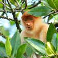 Weston Proboscis Monkey, Sunset & Fireflies Cruise