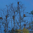 Weston Proboscis Monkey, Sunset & Fireflies Cruise