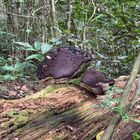 Tambunan Rafflesia Centre