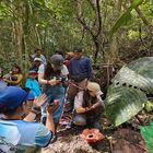 Tambunan Rafflesia Centre