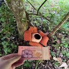 Tambunan Rafflesia Centre