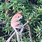 Tambunan Rafflesia Centre + Mangrove Cruise & Fireflies