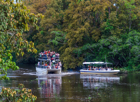 Mari Mari Cultural Village + Mangrove Cruise & Fireflies
