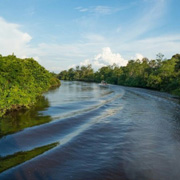 Klias Mangrove & Fireflies
