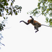 Klias Mangrove & Fireflies