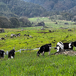 3D2N Kundasang + Kinabalu Park Heritage