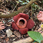 3D2N Kundasang + Kinabalu Park Heritage