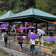 4D3N Kota Kinabalu + Kinabalu Park Heritage + Cultural Village + Mangroves Cruise & Fireflies ( 1 Night stay at Kundasang )