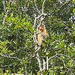 4D3N Kota Kinabalu + Kinabalu Park Heritage + Cultural Village + Mangroves Cruise & Fireflies ( 1 Night stay at Kundasang )