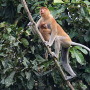 Kota Kinabalu City Tours + Mangrove And Fireflies Cruise