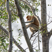 Twin Island (Sapi Island + Manukan Island) + Mangrove Cruise & Fireflies