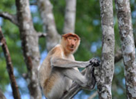 Mangrove River Safari