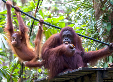 Semenggoh Orang Utan Nature Reserve