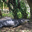 Jong Crocodile Farm & Mini Zoo
