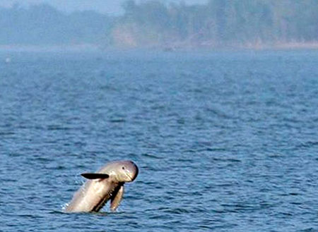 Mangrove & Irrawaddy Dolphin Watch