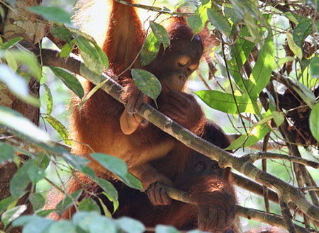3D2N Sarawak Cultural Village + Semenggoh Orang Utan