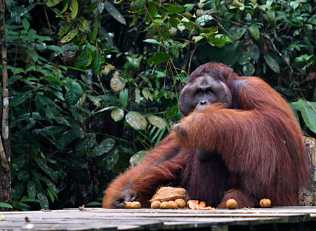 5D4N Kuching City + Semenggoh Orang Utan + Bako National Park + Longhouse Safari