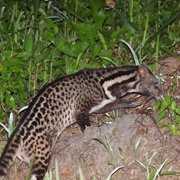 2D1N Tabin Wildlife Safari