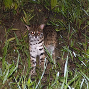 2D1N Tabin Wildlife Safari