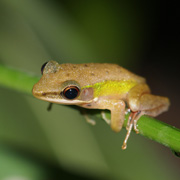 2D1N Tabin Wildlife Safari