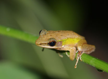 2D1N Tabin Wildlife Safari