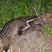 3D2N Tabin Wildlife Safari