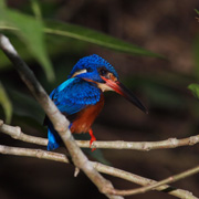 3D2N Birding at Tabin Package