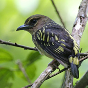 4D3N Birding at Tabin Package