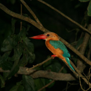 4D3N Birding at Tabin Package