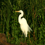 4D3N Birding at Tabin Package