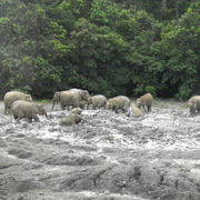 4D3N Overnight at Tabin Mud Volcano