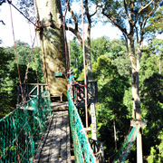 4D3N Danum Valley Rainforest Experience