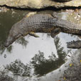 Miri Crocodile Farm + Mini Zoo