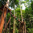 Borneo Tropical Rainforest Resort Tours