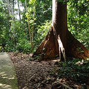 Niah National Park - Niah Cave Tours
