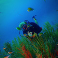 Miri Fun Dive (Miri-Sibuti Coral Reefs National Park) - For Cert Diver
