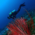 Miri Fun Dive (Miri-Sibuti Coral Reefs National Park) - For Cert Diver
