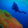 Miri Fun Dive (Miri-Sibuti Coral Reefs National Park) - For Cert Diver