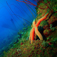 Miri Fun Dive (Miri-Sibuti Coral Reefs National Park) - For Cert Diver