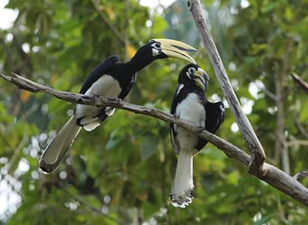 Miri City + Piasau Nature Reserve