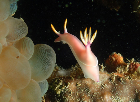 4D3N Miri Leisure Dive (FOR CERT DIVER)