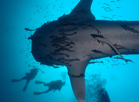 PADI Discover Scuba Dive (DSD) (FOR NON-CERT DIVER)