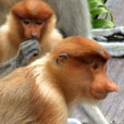 Sepilok Orang Utan Rehabilitation Centre + Rainforest Discovery Centre + Labuk Bay Proboscis Monkey Sanctuary