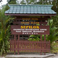 Sepilok Orang Utan Rehabilitation Centre + Rainforest Discovery Centre + Labuk Bay Proboscis Monkey Sanctuary
