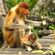 Sepilok Orang Utan Rehabilitation Centre + Rainforest Discovery Centre + Labuk Bay Proboscis Monkey Sanctuary