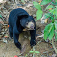 Bornean Sun Bear + Sepilok Orang Utan