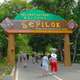 3D2N Selingan Turtle Island & Sepilok Orang Utan + Kinabatangan River