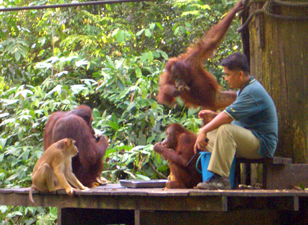 3D2N Selingan Turtle Island & Sepilok Orang Utan + Kinabatangan River